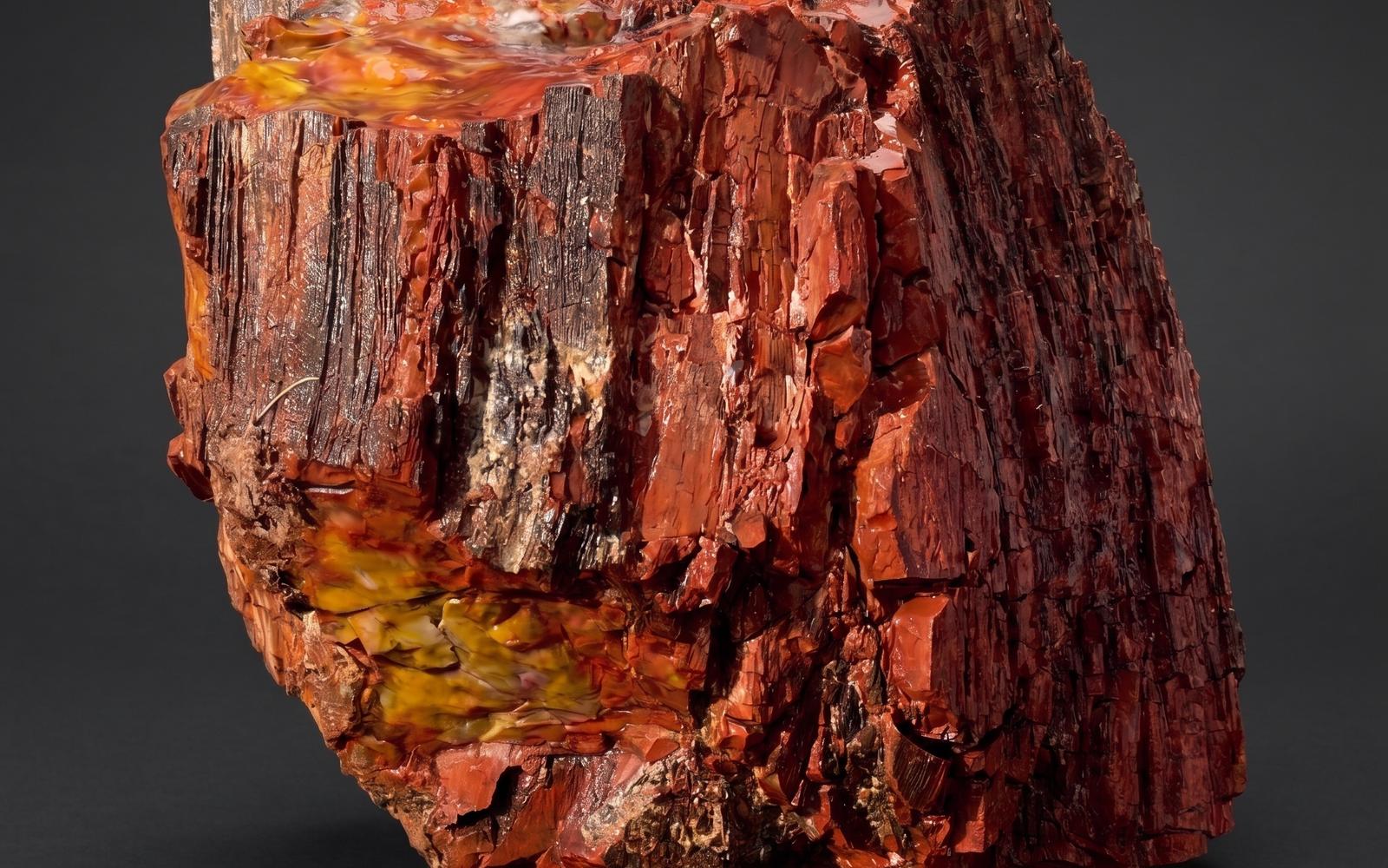 Statement petrified wood boulder for hardscape